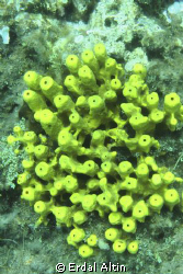 yellow tube sponge by Erdal Altın 